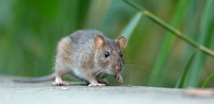 Rat & Rodent Control / Extermination