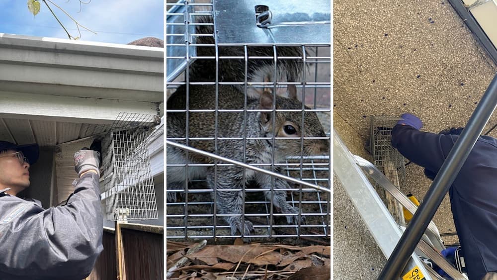 Squirrel control in Coquitlam