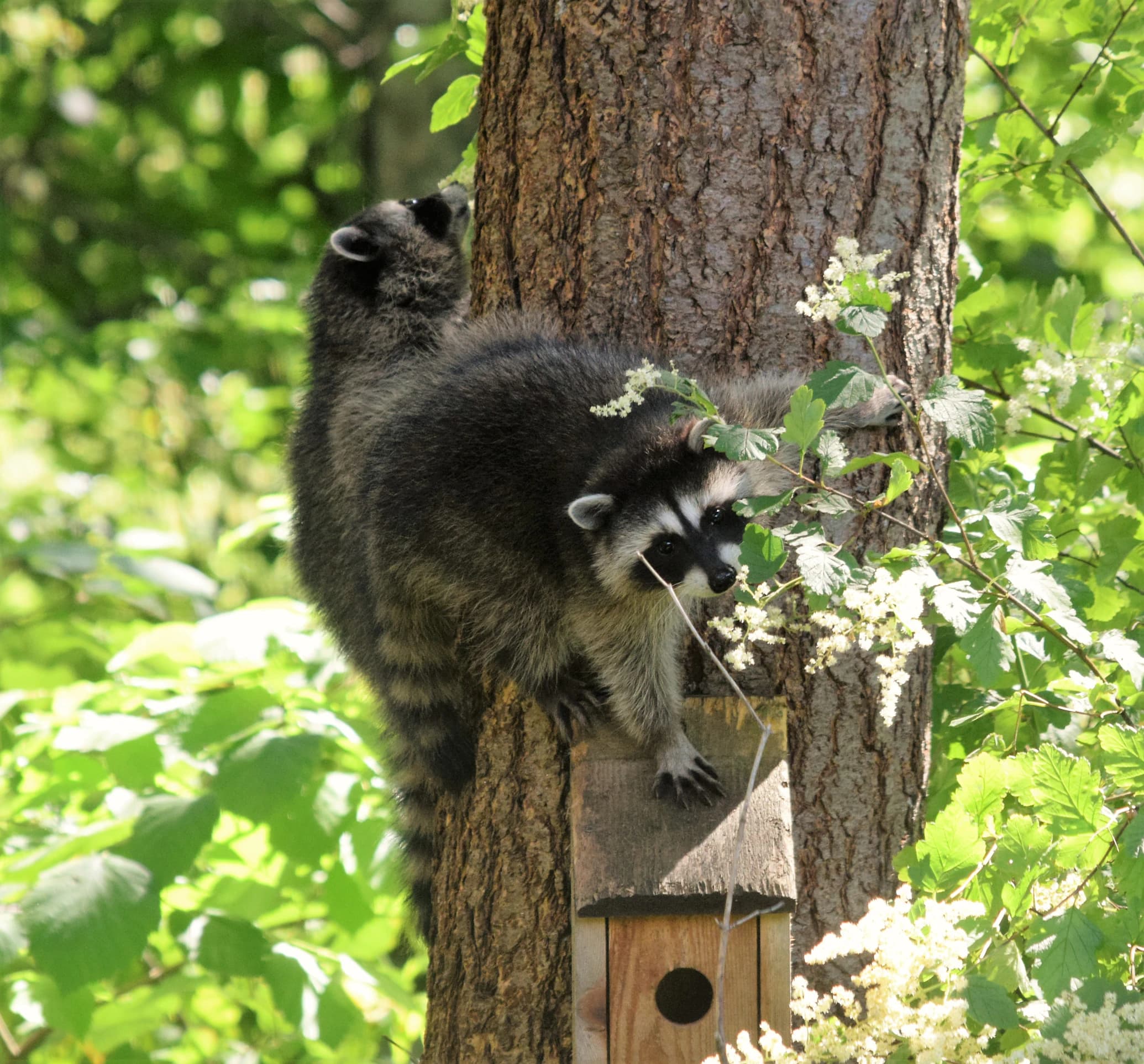 Raccoon Removal Metro Vancouver