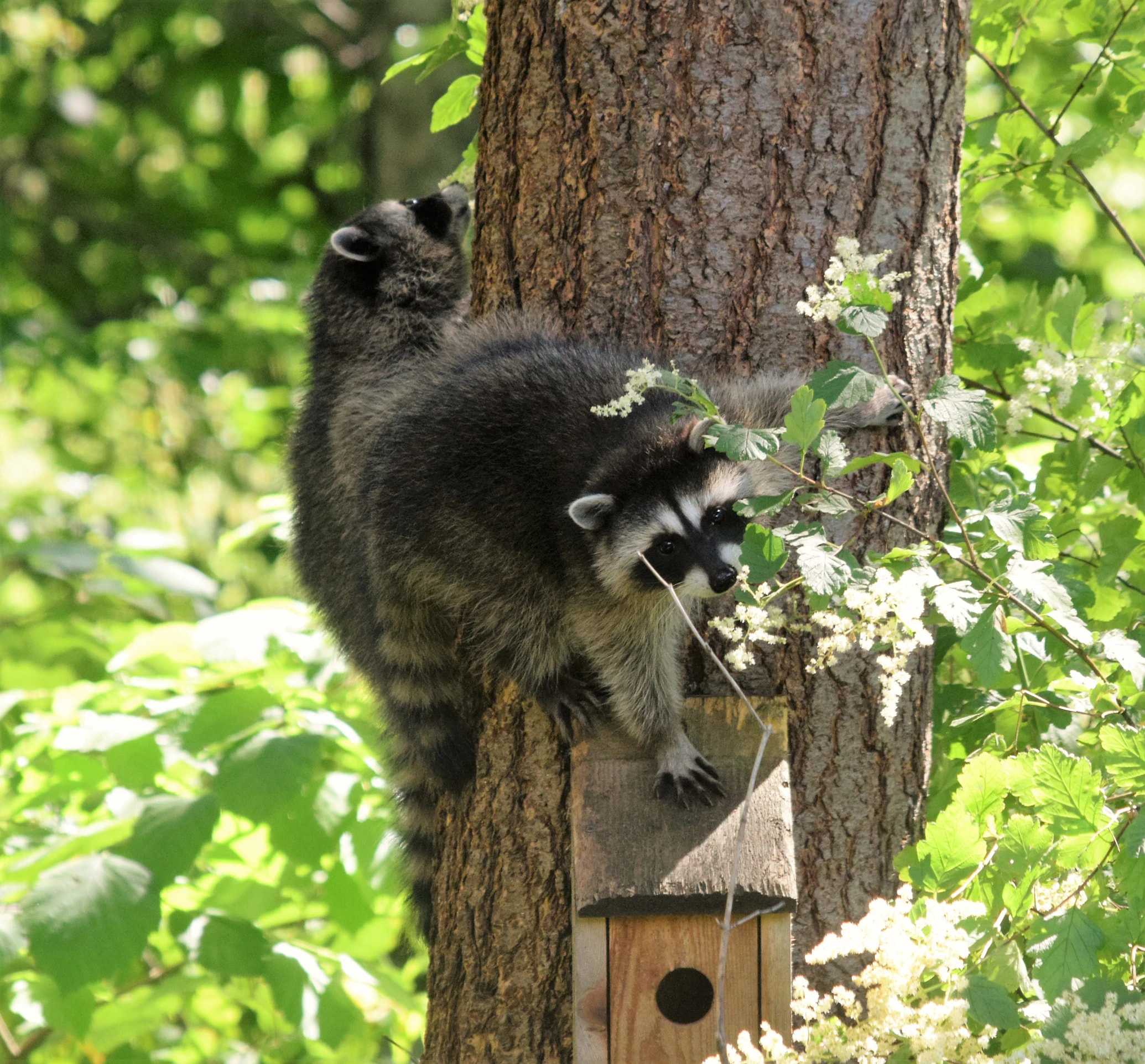 Raccoon Removal Metro Vancouver