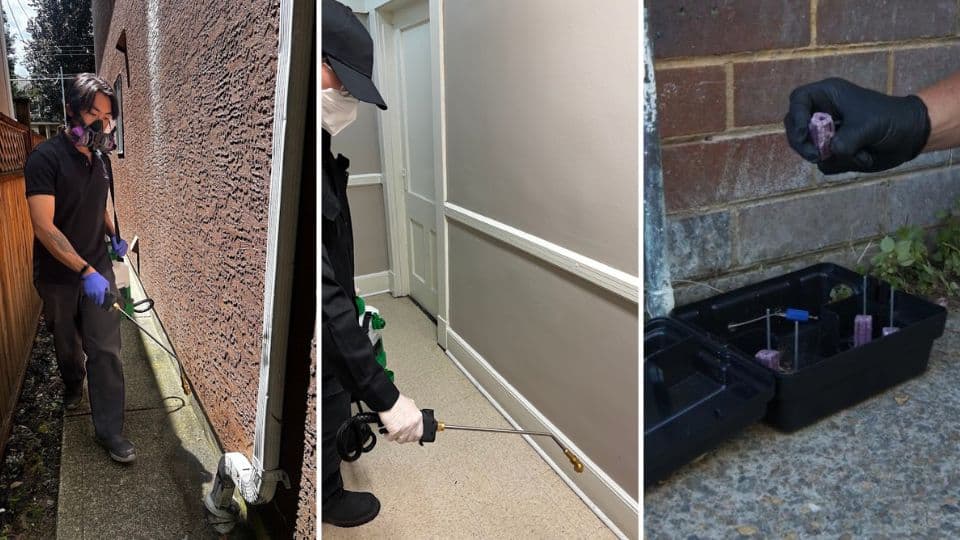 Residential Pest Control Metro Vancouver
