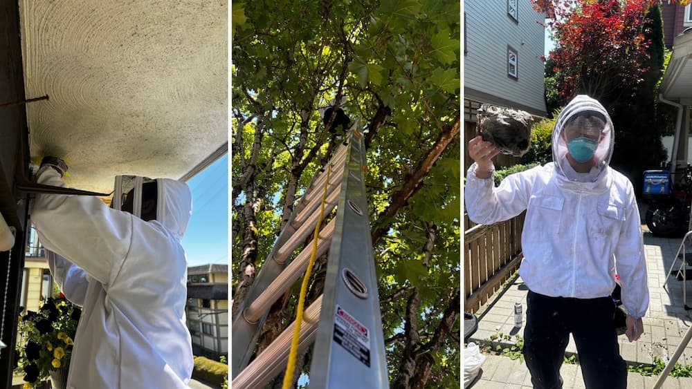 Wasp nest removal in Coquitlam