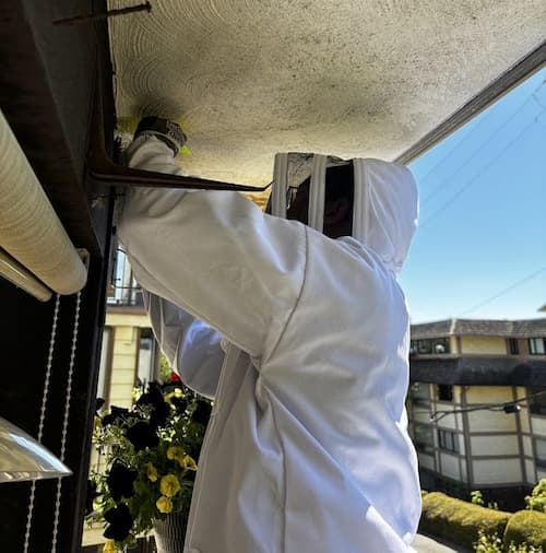 Wasp nest removal in Delta