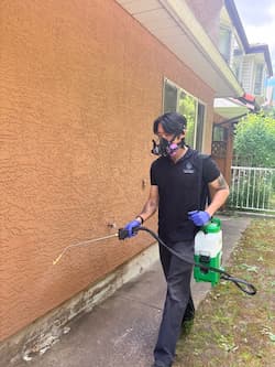 Ant control service on site