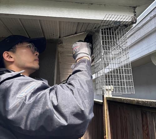 Wildlife pest control — squirrel removal on site